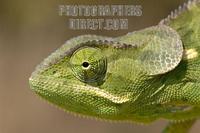 Flap necked chameleon close up stock photo