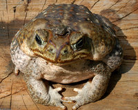 : Bufo marinus; Cane Toad;