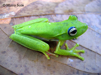 : Hypsiboas albomarginatus; White-edged Treefrog