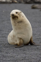 : Arctocephalus gazella; Antarctic Fur Seal