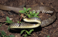 : Chironius quadricarinatus; Snake
