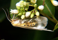 : Cycnia tenera; Delicate Cycnia Moth