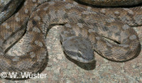 : Echis omanensis; Carpet Viper