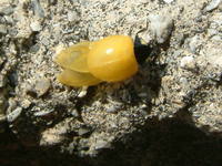 Coccinella septempunctata - Seven-spotted Lady Beetle