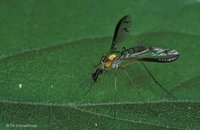 Dolichopodidae - Long-legged Flies