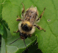 Bombus sylvarum - Shrill carder-bee