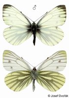 Pieris napi - Green-veined White