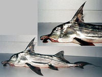 Callorhinchus callorynchus, Elephantfish: fisheries