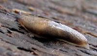 Deroceras laeve - meadow slug