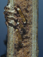 Image of: Oecanthus nigricornis (blackhorned tree cricket)