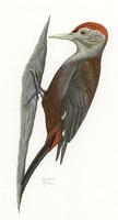 Image of: Sapheopipo noguchii (Okinawa woodpecker)