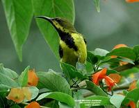Olive-backed Sunbird - Cinnyris jugularis
