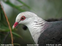 White-headed Pigeon - Columba leucomela
