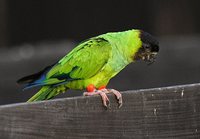 Nanday Parakeet - Nandayus nenday