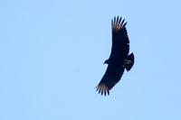 Black  vulture