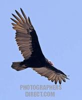 Turkey Vulture in Flight , Peru stock photo