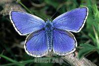 Adonis Blue ( Lysandra bellargus ) stock photo