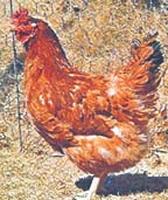 뉴햄프셔종 닭
