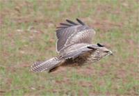 ...One of about a dozen Buzzards feeding in the is cereal field near Harmer Hill on 18/12/05 (photo