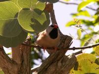 Shaft-tailed Finch