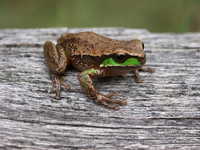 : Litoria daviesae; Davies' Tree Frog