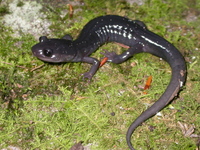 : Plethodon teyahalee; Southern Appalachian Salamander