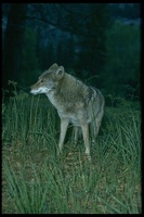 : Canis latrans; Coyote