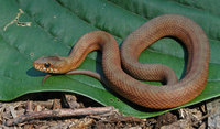 : Nerodia clarkii compressicauda; Mangrove Salt Marsh Snake