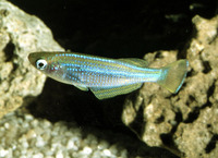 Lamprichthys tanganicanus, Tanganyika killifish: fisheries, aquarium