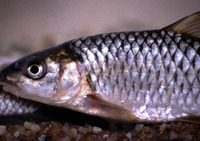 Labeobarbus marequensis, Largescale yellowfish: gamefish