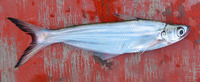 Eutropiichthys vacha, : fisheries, gamefish