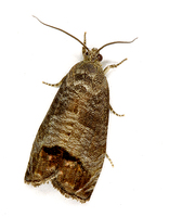 Cydia pomonella - Codling Moth