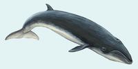 Image of: Caperea marginata (pygmy right whale)