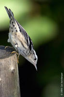 Image of: Mniotilta varia (black-and-white warbler)