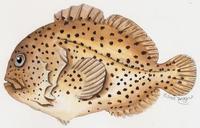 Image of: Caracanthus maculatus (spotted croucher)