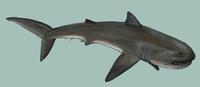 Image of: Megachasma pelagios (megamouth shark)