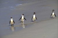 Jackass Penguin - Spheniscus demersus