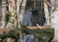 Cocha Antshrike (Thamnophilus praecox) photo