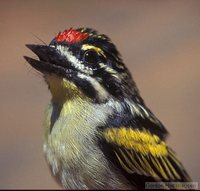 Red-fronted Tinkerbird - Pogoniulus pusillus