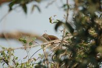 Sooty-fronted Spinetail - Synallaxis frontalis