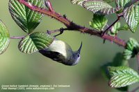 Green-tailed Sunbird - Aethopyga nipalensis