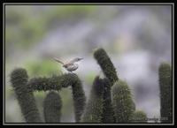 Cactus Canastero 2