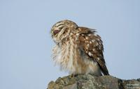 금눈쇠올빼미(Athene noctua) (Little Owl)