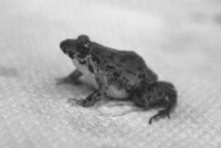 : Euphlyctis cyanophlyctis; Skettring Frog