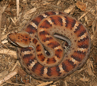 : Crotalus willardi meridionalis; Southern Ridge-nosed Rattlesnake
