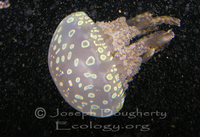 : Mastigias papua; Lagoon Jelly