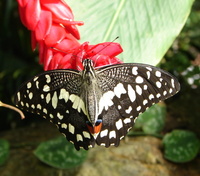 Papilio demodocus - Citrus Swallowtail