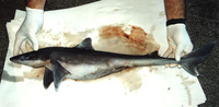 Squalus cubensis, Cuban dogfish: fisheries