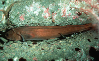 Brosmophycis marginata, Red brotula: aquarium