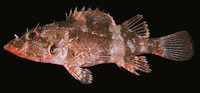 Scorpaenodes minor, Minor scorpionfish: